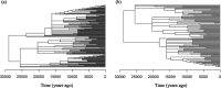 A dated phylogeny generated using all Sardinops melanostictus sequences.