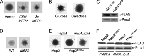 Figure 6.