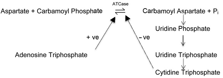 graphic file with name bse0590001in04.jpg