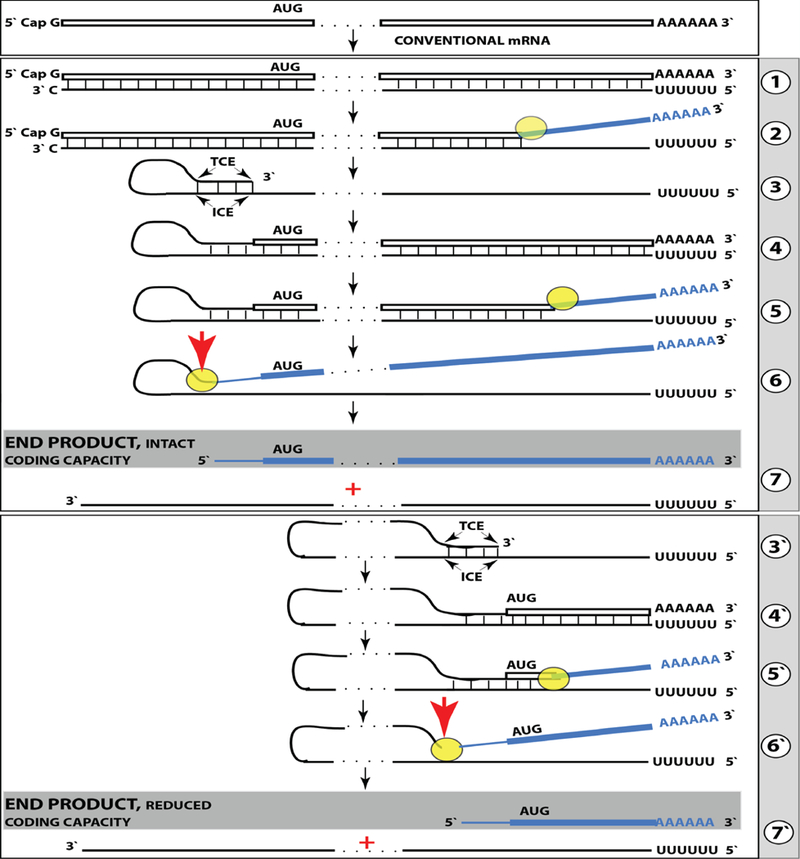 Figure 5: