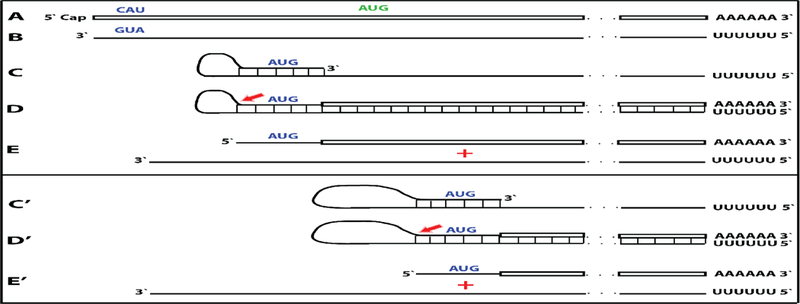 Figure 7: