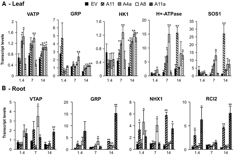 FIGURE 7