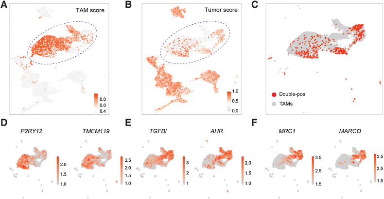 Figure 3. Validation of double-positive TAMs. A–B, Uniform Manifold Approximation and Projection (UMAP) plot displaying the expression of TAMs (A) and tumor (B) signature score, colored by the normalized signature score level. C, UMAP plot displaying the distribution of double-positive TAMs, colored by cell types. D–E, UMAP plot displaying the expression of canonical MG (D) and BMDMs (E) markers, colored by the expression levels of indicated genes. F, UMAP plot displaying the expression levels of M2 macrophage markers, colored by the expression level of indicated genes.