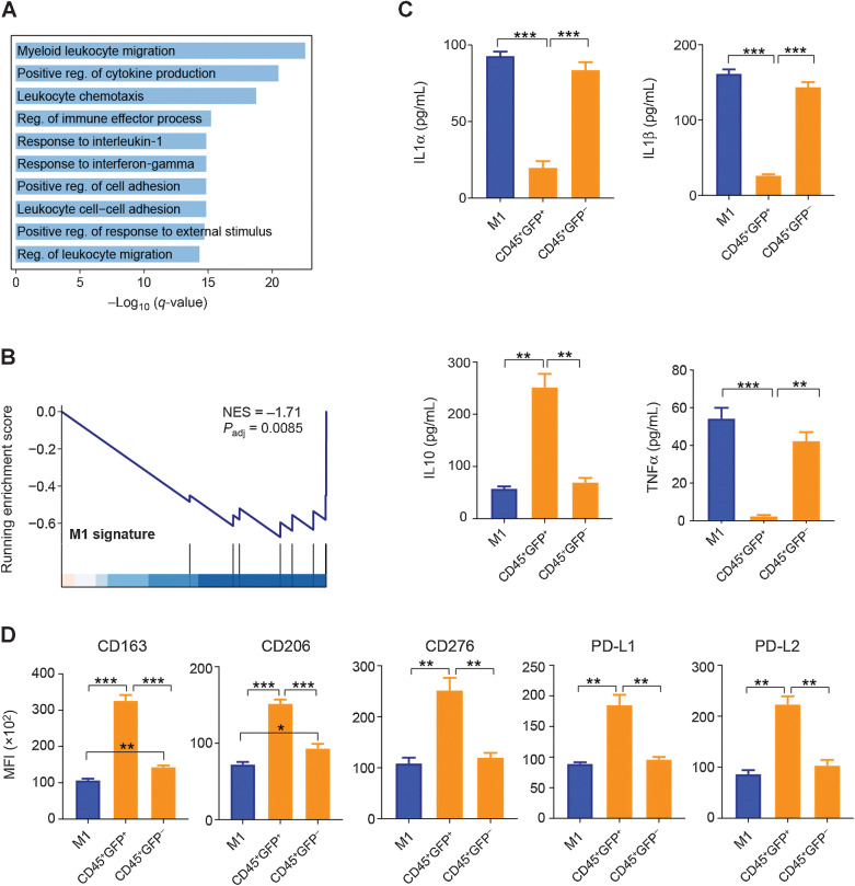 Figure 6. Immunosuppressive activity of double-positive TAMs. A, Pathways that downregulated in GFP+F4/80+ BMDMs, as compared with GFP–F4/80+ BMDMs. B, GSEA plot of GFP+F4/80+ BMDMs compared with GFP–F4/80+ BMDMs. GSEA is performed by the R package clusterProfiler. C, Comparison of IL1α, IL1β, TNFα, and IL10 levels in M1 BMDMs under different coculture conditions. M1, M1 macrophages cultured alone; CD45+GFP+, M1 macrophages with GFP fluorescence; CD45+GFP–, M1 macrophages without GFP fluorescence. Data, mean + SEM. P values are calculated by a two-sided Student t test. D, Comparison of MFI of CD163, CD206, CD276, PD-L1, and PD-L2 in M1 BMDMs under different coculture conditions. M1, M1 macrophages cultured alone; CD45+GFP+, M1 macrophages with GFP fluorescence; CD45+GFP–, M1 macrophages without GFP fluorescence. Data, mean + SEM. P values are calculated by two-sided Student t test.