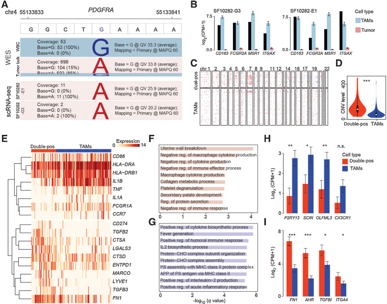 Figure 2. Characterization of expression profiles in double-positive TAMs. A, Double-positive TAMs harbor a tumor-derived mutation (chr4:55133837 G>A) located in PDGFRA. Top, schematic diagram showing the human reference genome sequence from chr4:55133833–55133841. Middle, WES results of patient SF10282; bars represent sequencing reads from tumor tissues and matched whole blood. Bottom, scRNA-seq results of cells SF10282-E1 and SF10282-G3. Bars are colored according to the mutation status of the 55133837th base (mutant in red, and nonmutant in blue). The height of the bars is proportional to the number of reads. Coverage: the number of reads mapped to the 55133837th base; QV: average sequencing quality score of the reads; MAPQ: average mapping score. B, Bar plots showing the mRNA expression levels of the indicated markers. Bars are colored according to annotated cell types: red for tumor cells, blue for TAMs, and black for the indicated single cell. Data are presented as the mean ± SEM. C, Heat map showing the CNV levels (amplification in red and deletion in blue). Rows represent chromosomal locations and columns represent cells. D, Violin plot showing the CNV levels of double-positive TAMs and other TAMs. E, Heat map depicting the differentially expressed genes between double-positive TAMs and other TAMs. F–G, GO terms enriched by double-positive TAMs (F) and other TAMs (G). Bars are colored by cell types. Reg.: regulation, PS: polysaccharide, APP: antigen processing and presentation, CHO: carbohydrate. Overrepresentation analysis (ORA) is performed, and q values are calculated via the R package clusterProfiler. H–I, Bar plots displaying the mRNA expression of MG- (H) and BMDM-like (I) markers in the TAM subsets. Bars are colored by cell types. Data are presented as the mean ± SEM. P values are calculated by a two-sided Wilcoxon rank-sum test.