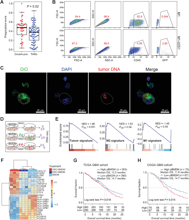 Figure 4. Formation of the double-positive TAMs in an in vitro coculture system. A, Boxplot showing the phagocytosis score of double-positive TAMs (n = 39) and other TAMs (n = 86). P values are calculated by the two-sided Wilcoxon rank-sum test. B, Flow cytometry analysis showing the GFP fluorescence in THP1-derived M1 macrophages cultured alone or cocultured with GFP+ U251 cells. C, Representative fluorescence images of M1 macrophages. Tumor DNA in U251 was prelabeled by PI, and the plasma membrane of M1 macrophages was labeled with 3,3′-dioctadecyloxacarbocyanine perchlorate (DiO). Subsequently, the U251 cells were cocultured with M1 macrophages for 2 hours, and then DNA of M1 macrophages was labeled by 4′,6-diamidino-2-phenylindole (DAPI). Scale bars, 20 μm. D, Schematic workflow for the RNA-seq of BMDMs. BMDMs were cocultured with DMSO (top), NSCs (middle), or GSCs (bottom) for 24 hours, and total RNA was extracted for sequencing. E, GSEA plots of BMDMs cocultured with GSCs compared with BMDMs cocultured with NSCs. GSEA is performed by R package clusterProfiler. F, Heat map depicting the differentially expressed genes following different treatments. G–H, Kaplan–Meier survival curves show the OS of GBM patients in the TCGA (G) and CGGA cohorts (H). Patients are classified into two groups based on the median NES of the pBMDMs signature. P values are calculated by the log-rank test.