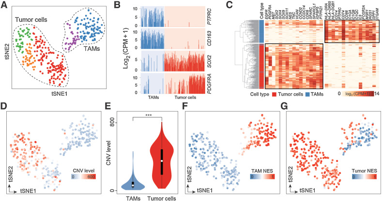 Figure 1. scRNA-seq analysis identifies a TAM subset that dually expresses tumor and macrophage signatures. A, t-SNE map showing the clustering of 346 cells. Each dot represents one cell colored by clusters. B, Bar plots displaying the mRNA expression levels of the indicated markers, measured by log2-transformed CPM. Each bar represents a single cell, colored by cell types identified in A. C, Hierarchical clustering of 346 cells (rows) according to the cell type-specific markers (columns). D, t-SNE map showing the CNV levels of 346 cells. Cells are colored by CNV levels as determined by R package infercnv. E, Violin plots showing the CNV levels of TAMs (n = 125) and tumor cells (n = 221). P values are calculated by a two-sided Wilcoxon rank-sum test. F–G, t-SNE expression map, colored by the normalized enrichment score (NES) of TAM-specific gene signature (F) and tumor-specific gene signature (G). NES is calculated using ssGSEA.