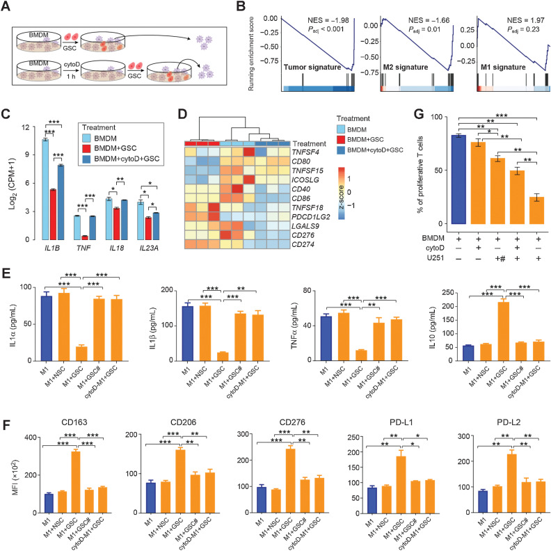 Figure 5. Immunosuppressive phenotype of double-positive TAMs is caused by phagocytosis of glioma cells. A, Schematic workflow for the RNA-seq of BMDMs. Top, BMDMs cocultured with GSCs for 24 hours. Bottom, BMDMs are pretreated with cytoD for 1 hour to inhibit their phagocytic abilities, then cocultured with GSCs for 24 hours. B, GSEA plots of BMDMs treated with cytoD before coculture compared with BMDMs cocultured with GSCs directly. GSEA is performed by the R package clusterProfiler. C, Bar plots showing the expression levels of proinflammatory genes. Bars are colored according to treatments. Data, mean ± SEM. P-values are calculated by two-sided Student t test. D, Heat map depicting the differentially expressed genes following different treatments. E, Comparison of IL1α, IL1β, TNFα, and IL10 levels in M1 BMDMs under different coculture conditions. M1, M1 macrophages cultured alone; M1 + NSC, M1 macrophages cocultured with NSCs; M1 + GSC, M1 macrophages cocultured with GSCs; M1 + GSC#, M1 macrophages cocultured with GSCs by Transwell with 0.4 μm pore; cytoD-M1 + GSC, M1 macrophages pretreated with cytoD, then cocultured with GSCs. Data, mean + SEM. P values are calculated by two-sided Student t test. F, Comparison of MFI of CD163, CD206, CD276, PD-L1, and PD-L2 in M1 BMDMs under different coculture conditions. M1, M1 macrophages cultured alone; M1 + NSC, M1 macrophages cocultured with NSCs; M1 + GSC, M1 macrophages cocultured with GSCs; M1 + GSC#, M1 macrophages cocultured with GSCs by Transwell with 0.4 μm pore; cytoD-M1 + GSC, M1 macrophages pretreated with cytoD, then cocultured with GSCs. Data, mean + SEM. P values are calculated by two-sided Student t test. G, Percentage of proliferative T cells under different treatments. # represents cells cultured by Transwell with 0.4 μm pore. Data, mean ± SEM. P values are calculated by a two-sided Student t test.