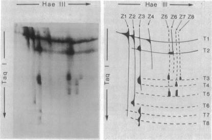 graphic file with name pnas00024-0158-a.jpg