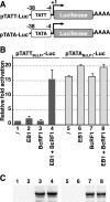 Fig 7