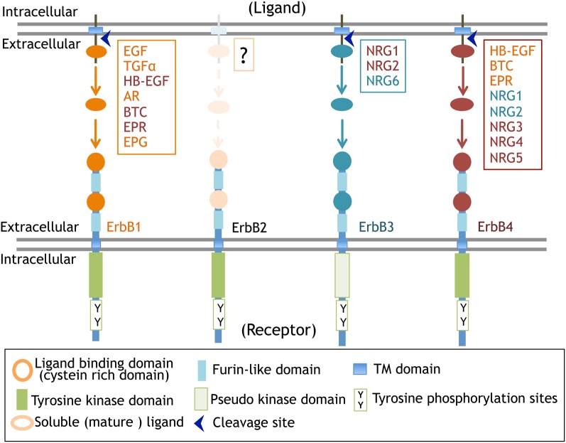 ErbB1-4-dependent EGF/neuregulin signals and their cross talk in the ...