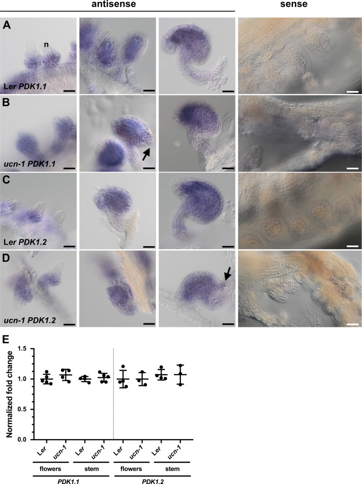 Fig 10