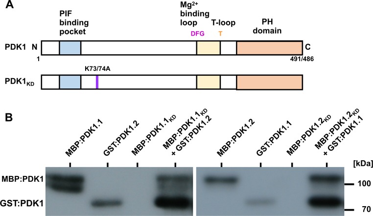 Fig 4