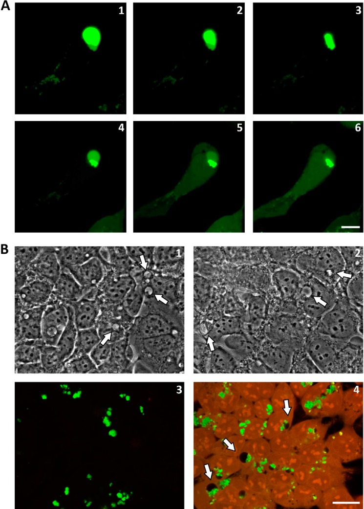 FIGURE 3.