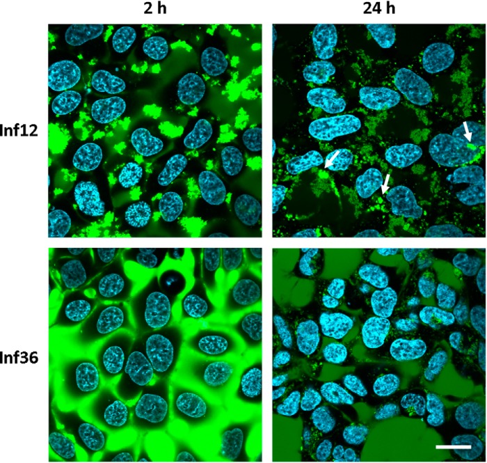 FIGURE 6.