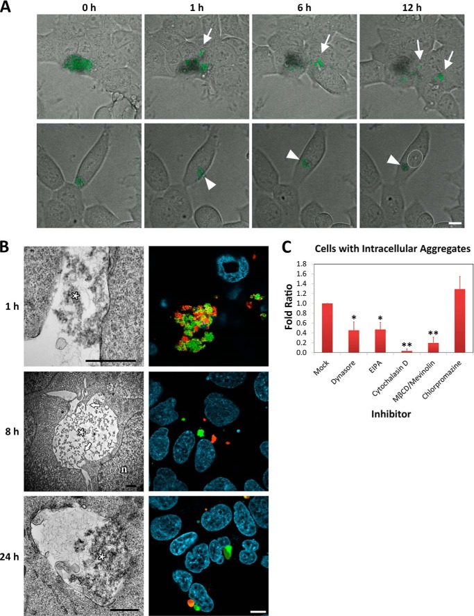 FIGURE 2.