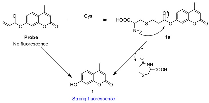 Scheme 2