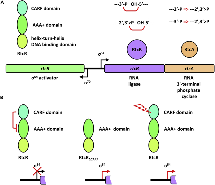 Figure 1