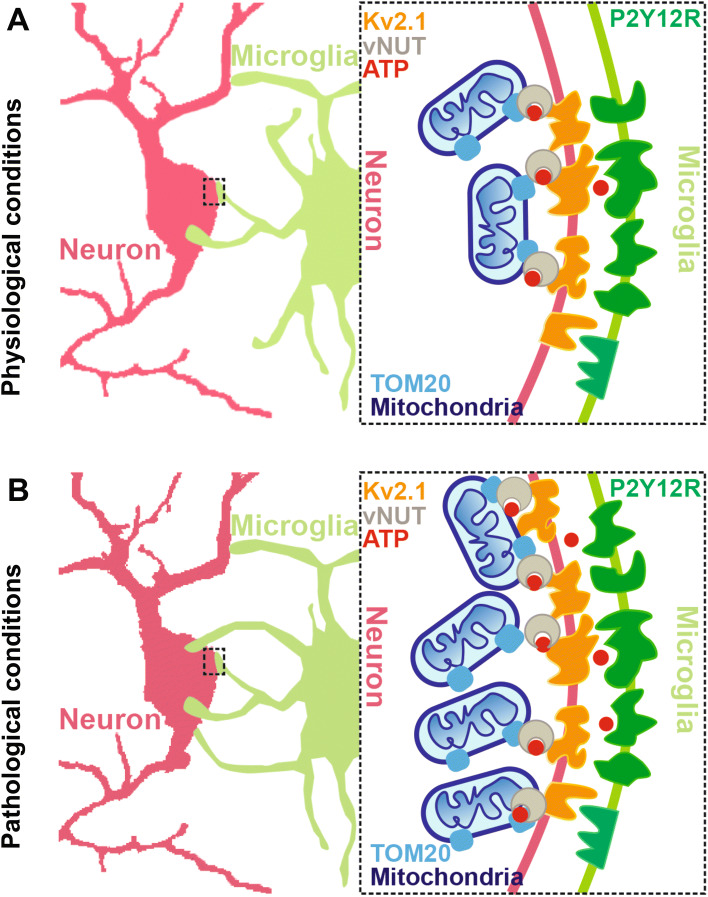 Fig. 1