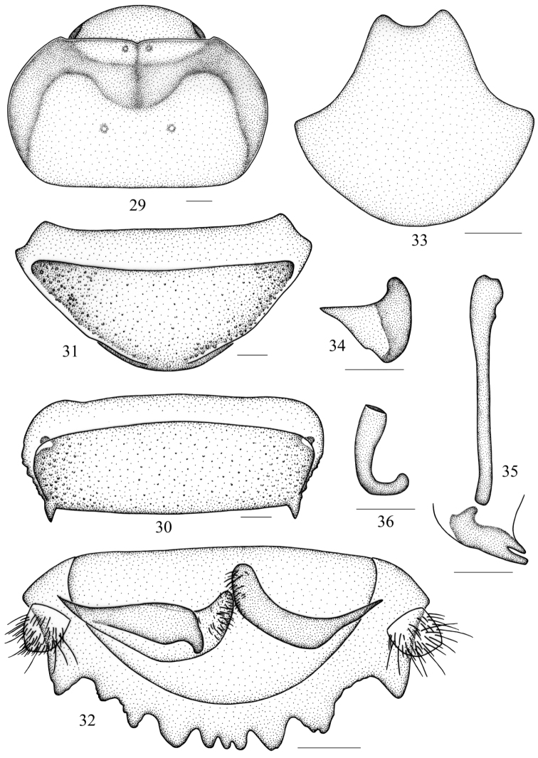 Figures 29–36.