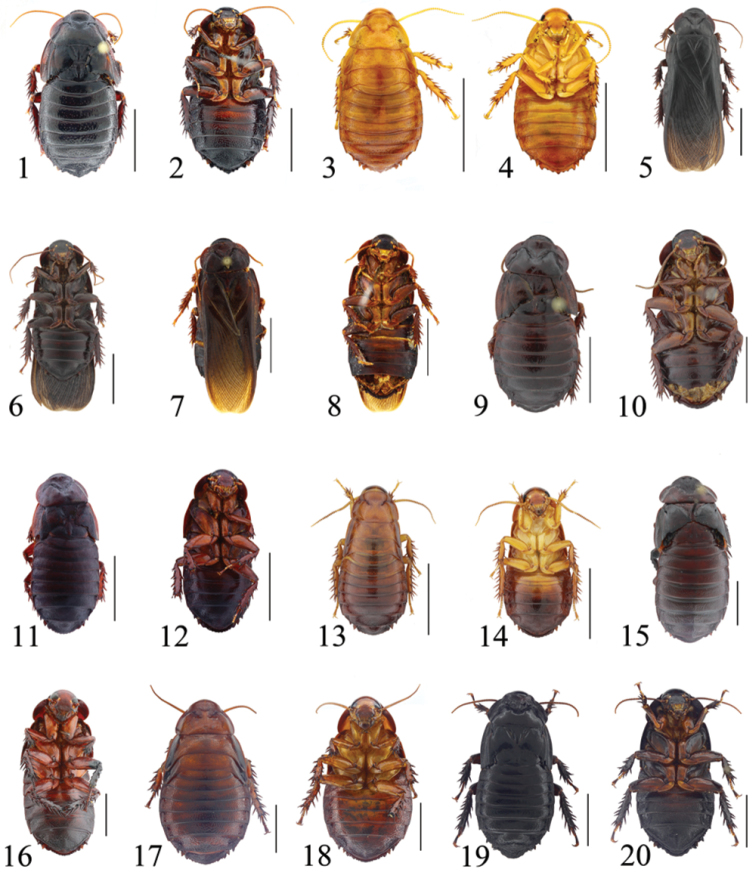 Figures 1–20.