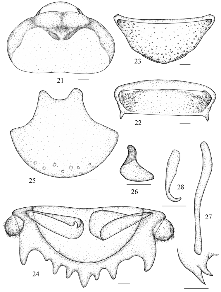 Figures 21–28.