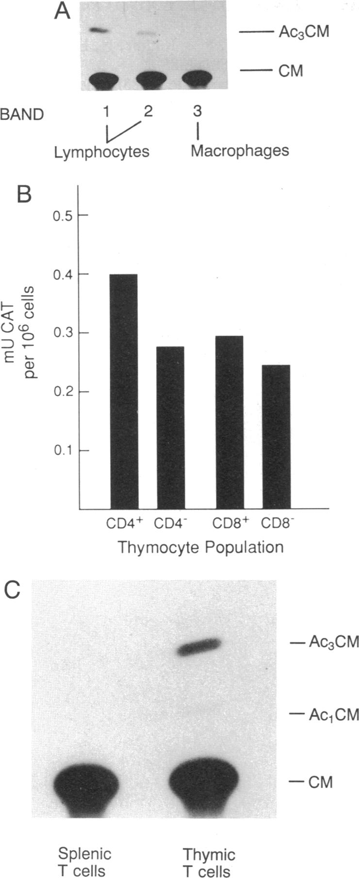 graphic file with name pnas01085-0096-a.jpg