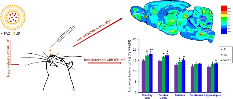 Graphical abstract