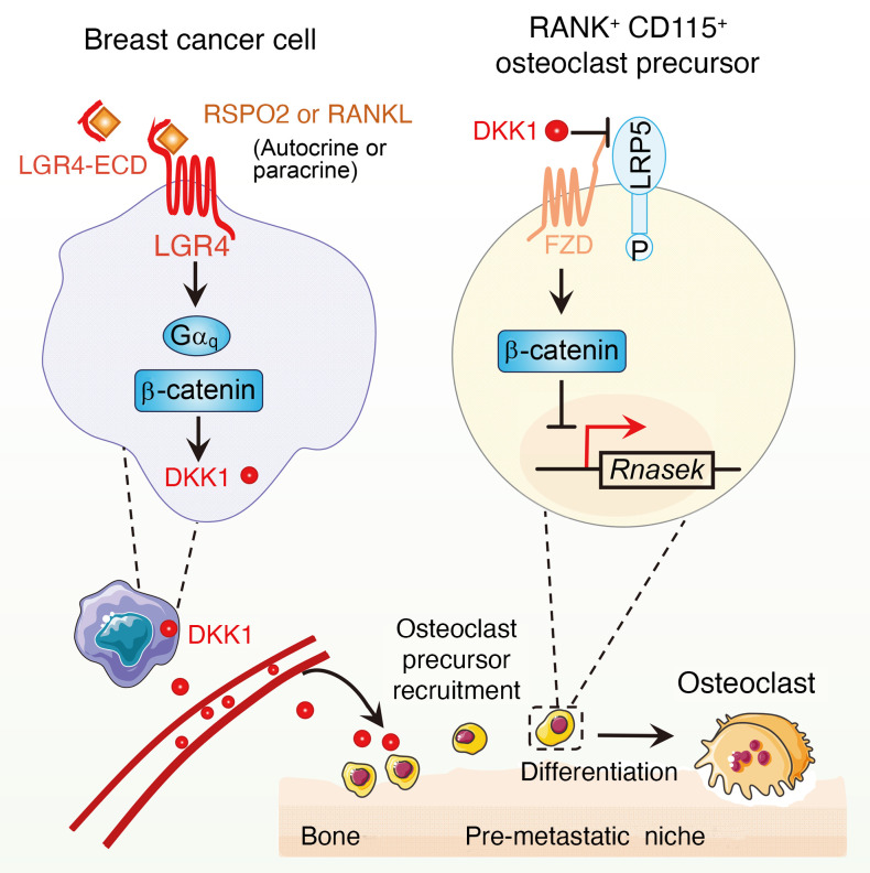 RSPO2 and RANKL signal through LGR4 to regulate osteoclastic ...