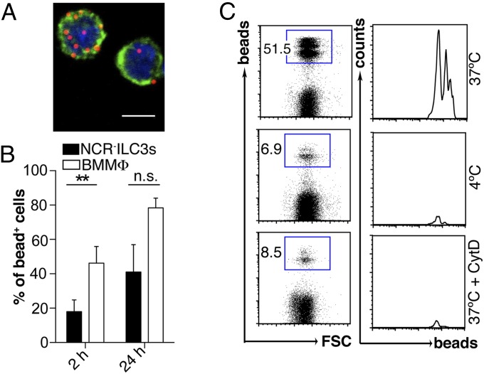 Fig. 2.