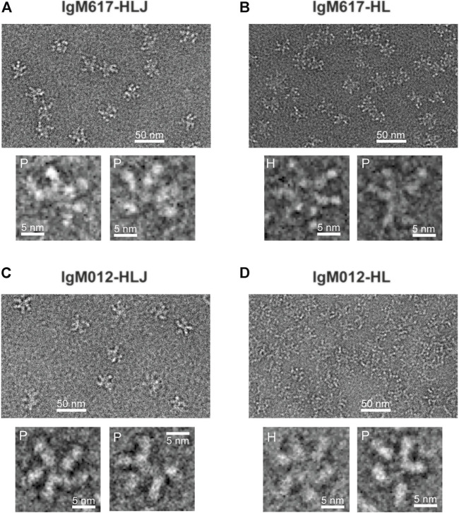 FIGURE 4