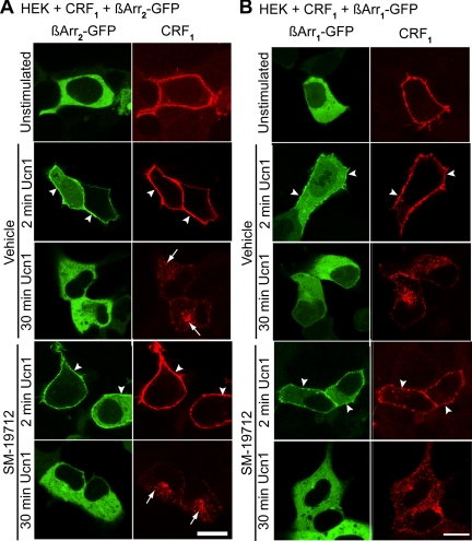 Fig. 8.