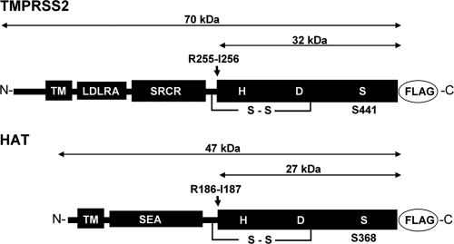 FIG. 1.