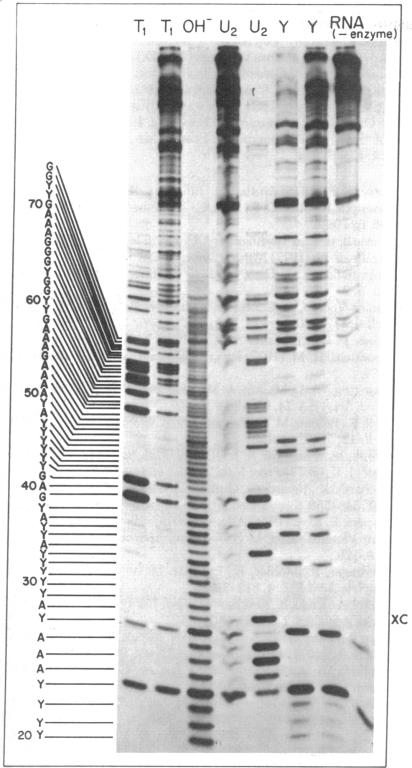 graphic file with name pnas00043-0315-a.jpg