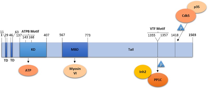 FIGURE 1