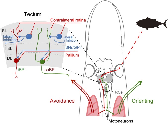 Fig. 1.