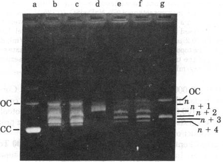 graphic file with name pnas00657-0227-b.jpg