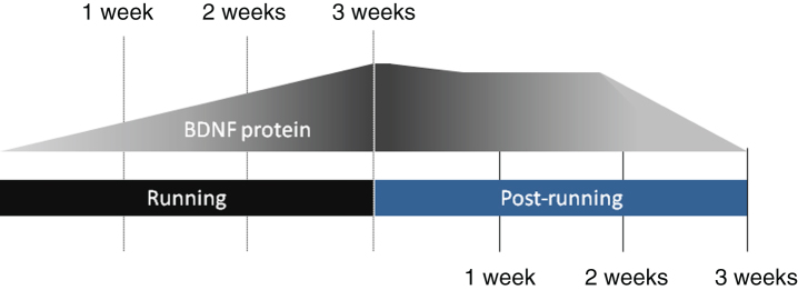 Fig.2