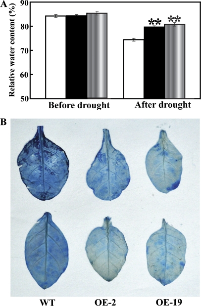 Fig. 9.