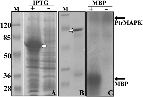 Fig. 5.