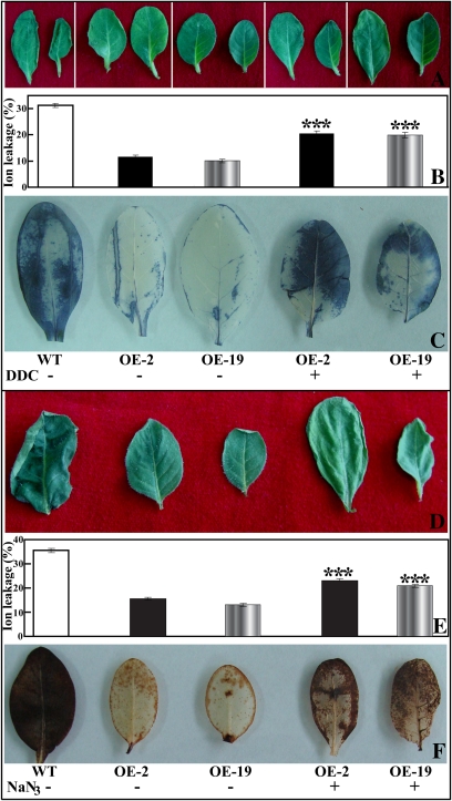 Fig. 12.