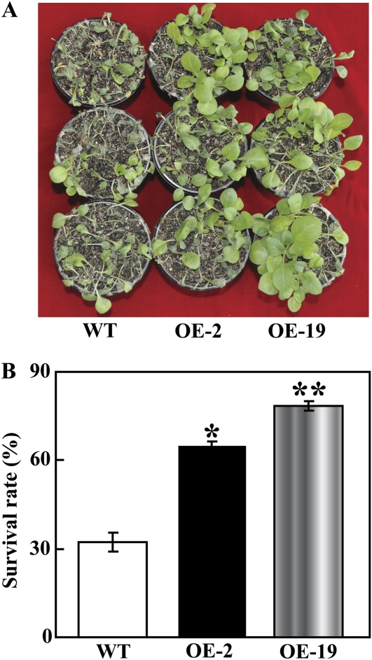 Fig. 7.