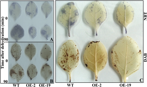 Fig. 10.