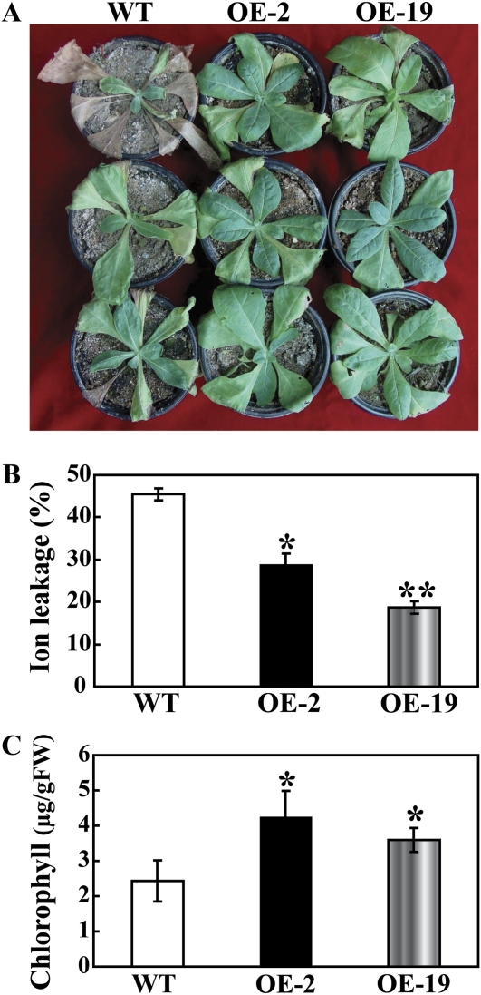 Fig. 8.