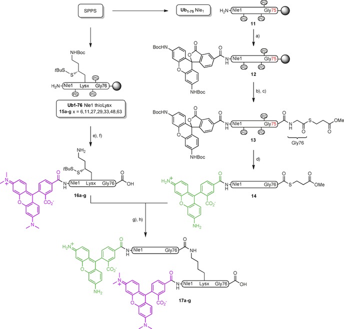 Scheme 2