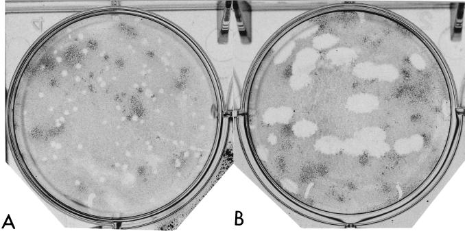 FIG. 6