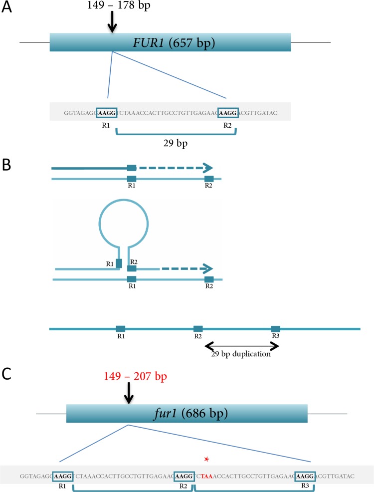 FIG 1