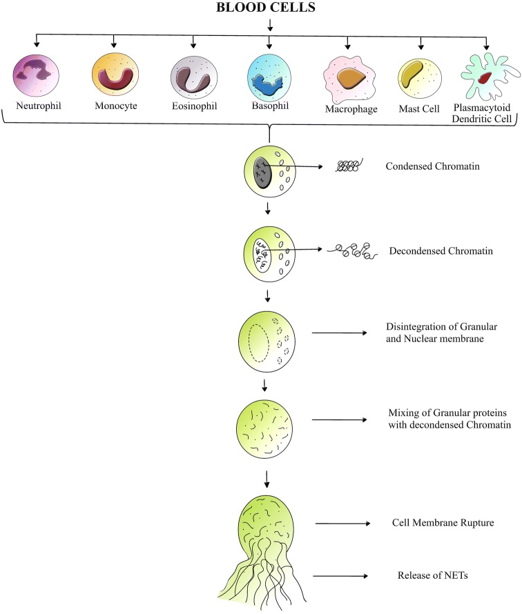 Fig. 3