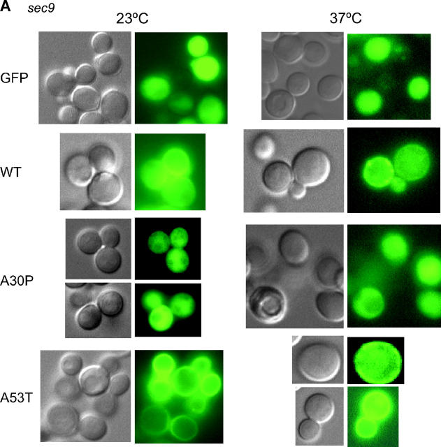 Figure 4.—