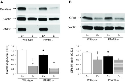 Fig. 10.